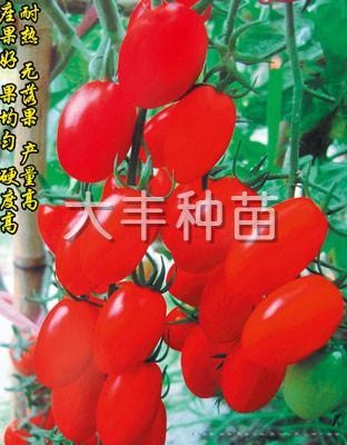 红艳2号