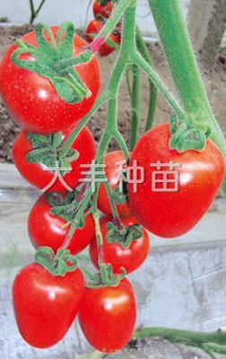 红罗曼