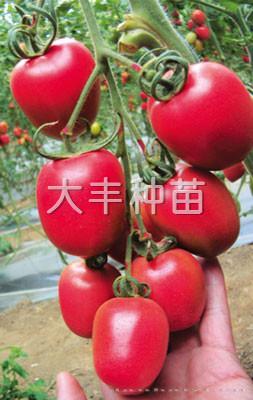 粉罗曼