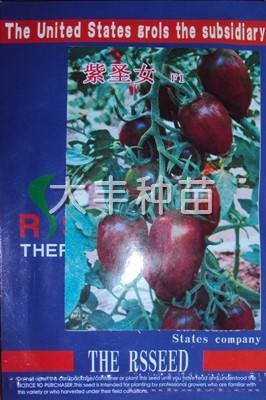 紫圣女