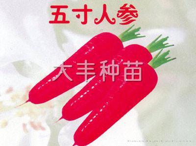 五寸人参