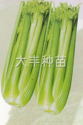 美国文图拉