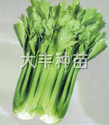 美国加州王芹菜