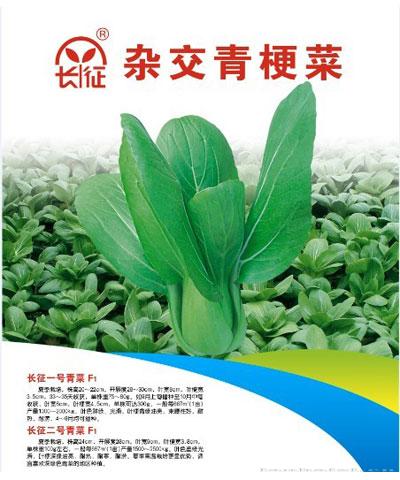 四季黑叶苏州青