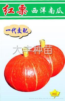 红栗西洋南瓜