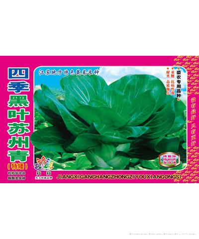 四季黑叶苏州青
