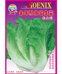 意大利全年耐抽苔生菜