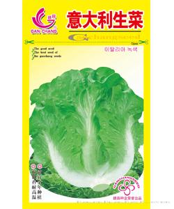 意大利生菜—莴苣种子 