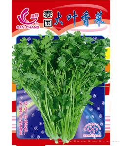 泰国大叶香菜