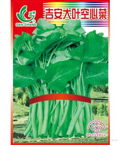 吉安大叶空心菜