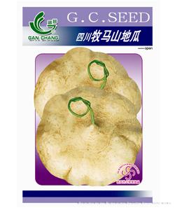 牧马山地瓜——番薯种子 