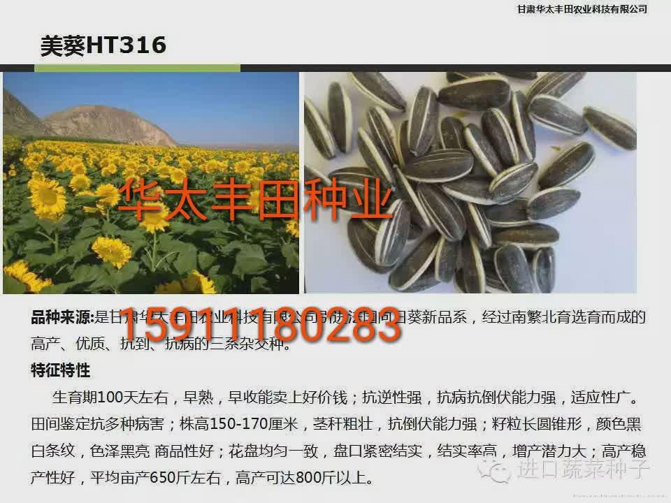 美葵 HT389