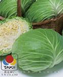 泷井交配高品质扁球甘蓝种