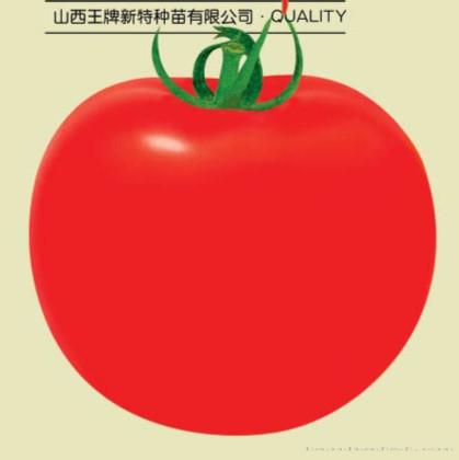 供应红丰一号—番茄种子