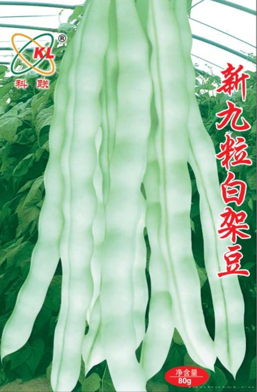 供应新九粒白架豆—菜豆种子