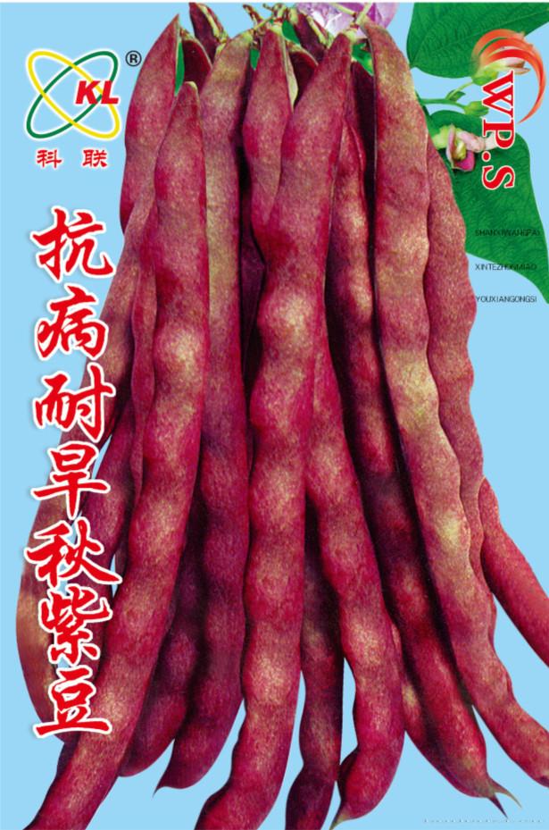 供应抗病耐旱秋紫豆—菜豆种子