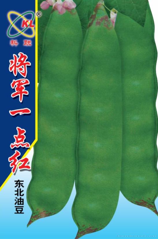 供应将军一点红—菜豆种子