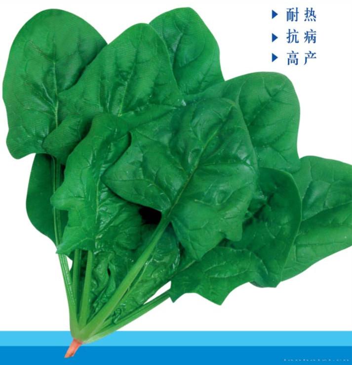 供应翠绿二号—菠菜种子