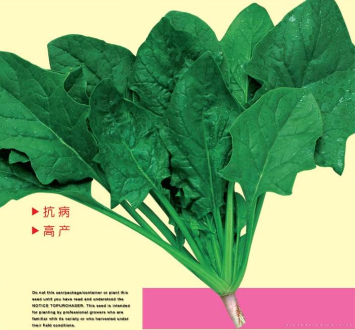 供应翠绿一号—菠菜种子
