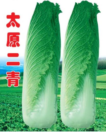 供应太原二青—白菜种子