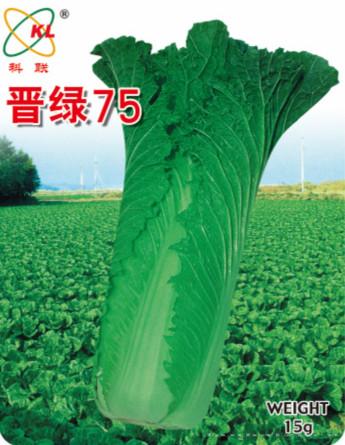 供应晋绿75—白菜种子