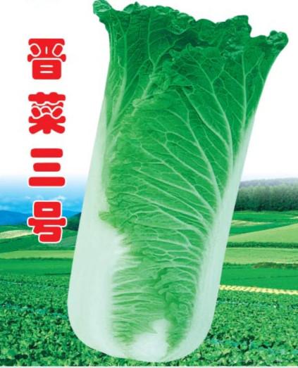 供应晋菜三号—白菜种子