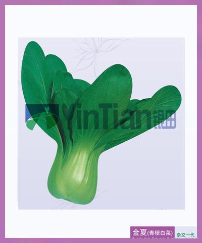 金夏青梗白菜