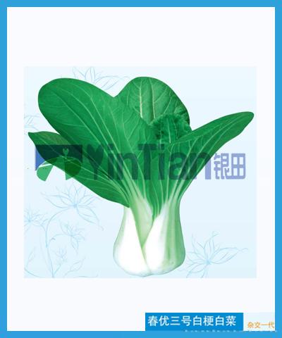 春优三号白梗白菜