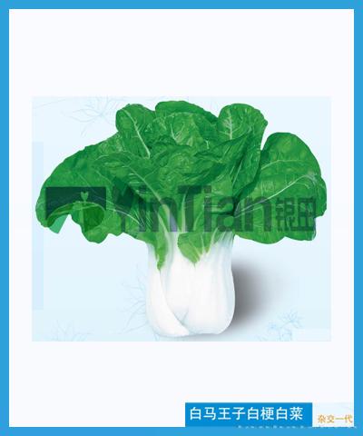 白马王子白梗白菜