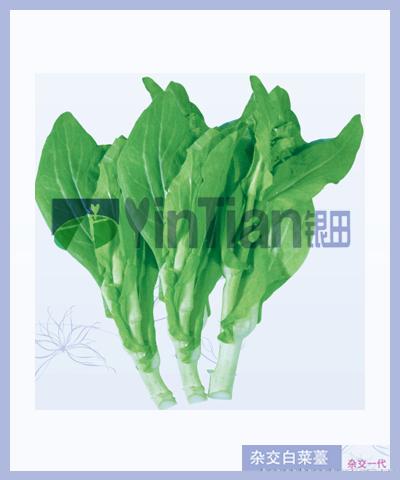 杂交白菜薹