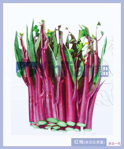 红袖（杂交红菜薹）
