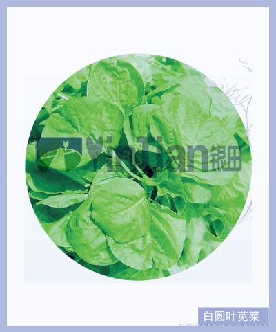 白圆叶苋菜