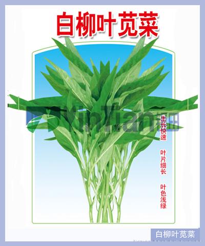 白柳叶苋菜
