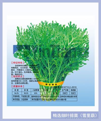 精选细叶排菜