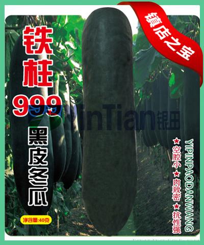 铁柱999黑皮冬瓜