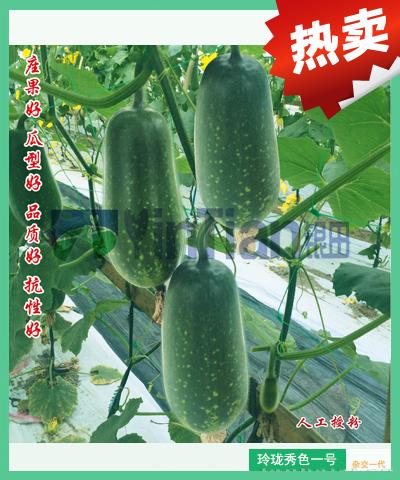 玲珑秀色一号节瓜