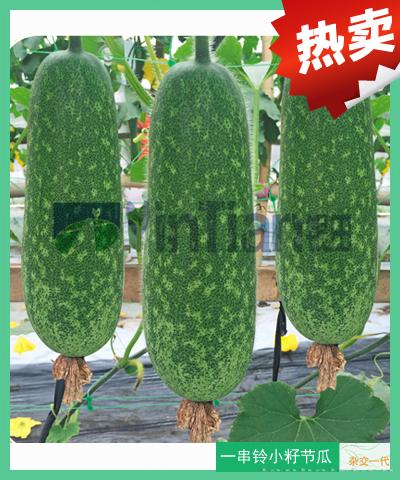 一串铃小籽节瓜