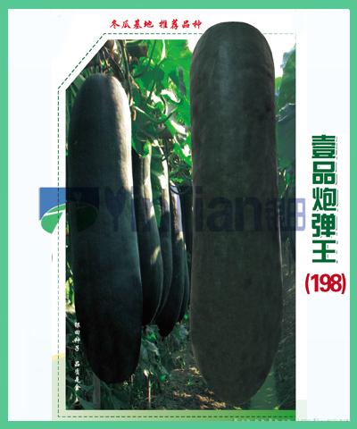 一品炮弹王