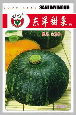 东洋甜栗--南瓜种子 
