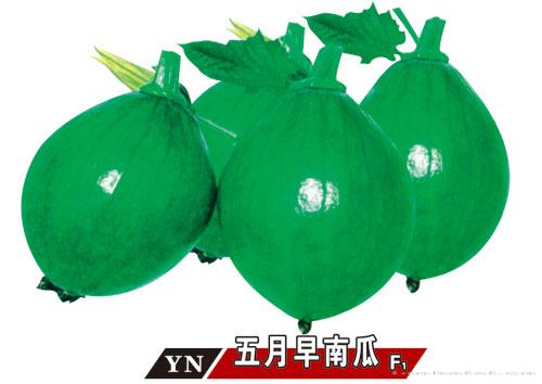 五月早南瓜--南瓜种子 