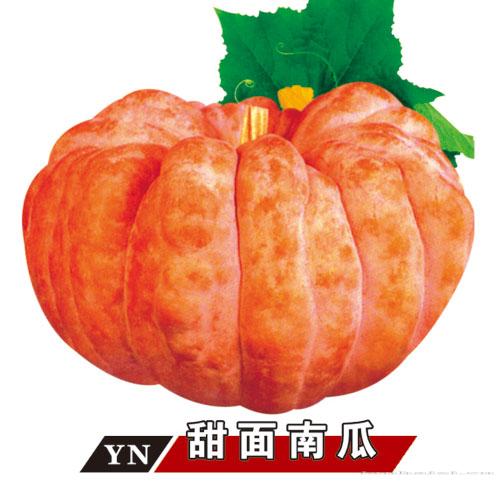  甜面南瓜--南瓜种子 