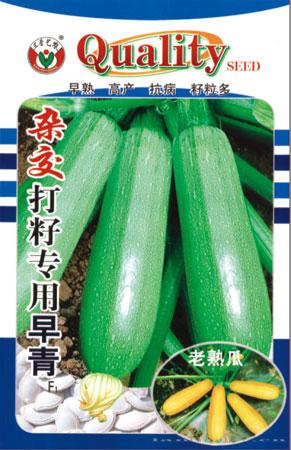 打籽专用早青—西葫芦种子 