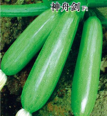 神舟剑—西葫芦种子 