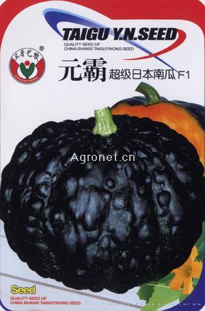 元霸超级日本南瓜F1—南瓜种子 