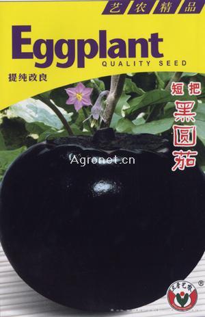 短把黑圆茄—茄子种子 