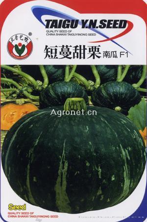 短蔓甜栗—南瓜种子
