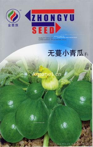 无蔓小青瓜杂交一代—黄瓜种子 