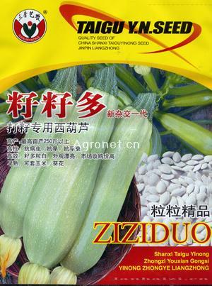 籽籽多-籽用西葫芦种子 