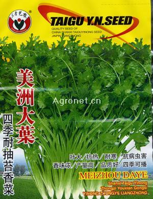 美洲大叶-香菜种子
