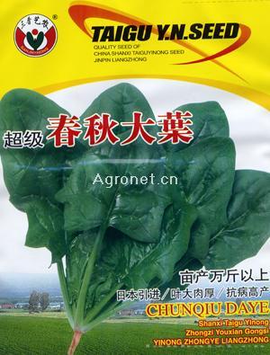 超级春秋大叶-菠菜种子 